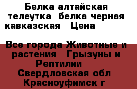 Белка алтайская телеутка, белка черная кавказская › Цена ­ 5 000 - Все города Животные и растения » Грызуны и Рептилии   . Свердловская обл.,Красноуфимск г.